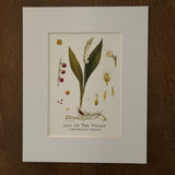 Lily Of The Valley Print