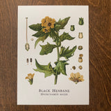 Black Henbane Print