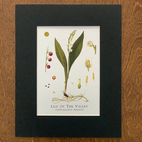 Lily Of The Valley Print