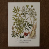 Water Hemlock Print