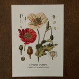 Opium Poppy Print