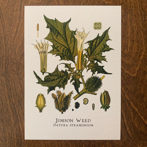 Jimson Weed Print