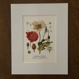 Opium Poppy Print